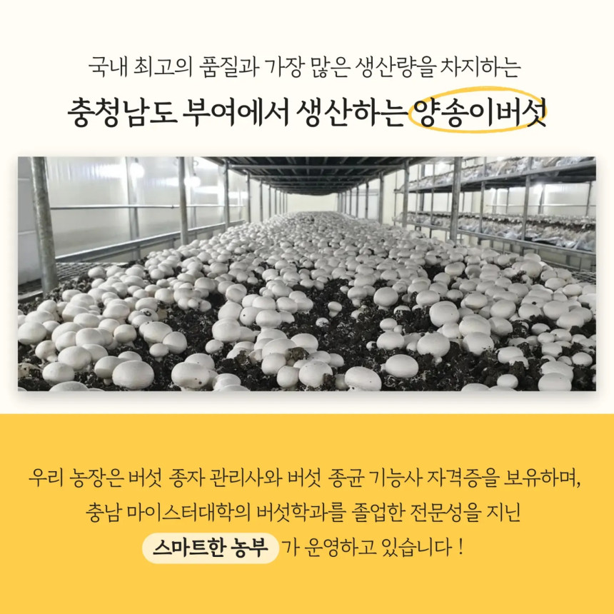 [무료배송] 자연의 신선함을 담은 부여 명품 친환경 양송이버섯 1kg, 2kg 상세정보2